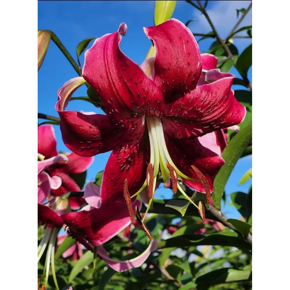 Bulbo Lilium Orienpet Miss Feya 14/16 (LOTE DESPACHO AGOSTO) 2