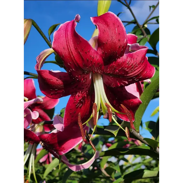 Bulbo Lilium Orienpet Miss Feya 14/16 (LOTE DESPACHO AGOSTO) 2