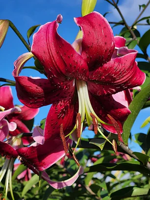 Bulbo Lilium Orienpet Miss Feya 14/16 (LOTE DESPACHO AGOSTO)