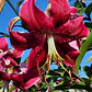 Bulbo Lilium Orienpet Miss Feya 14/16 (LOTE DESPACHO AGOSTO) - Miniatura 2
