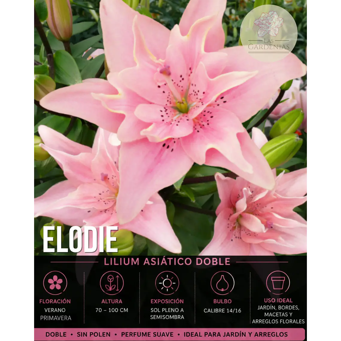 Bulbo Lilium Asiático Doble Elodie 14/16 (LOTE DESPACHO EN AGOSTO) 1