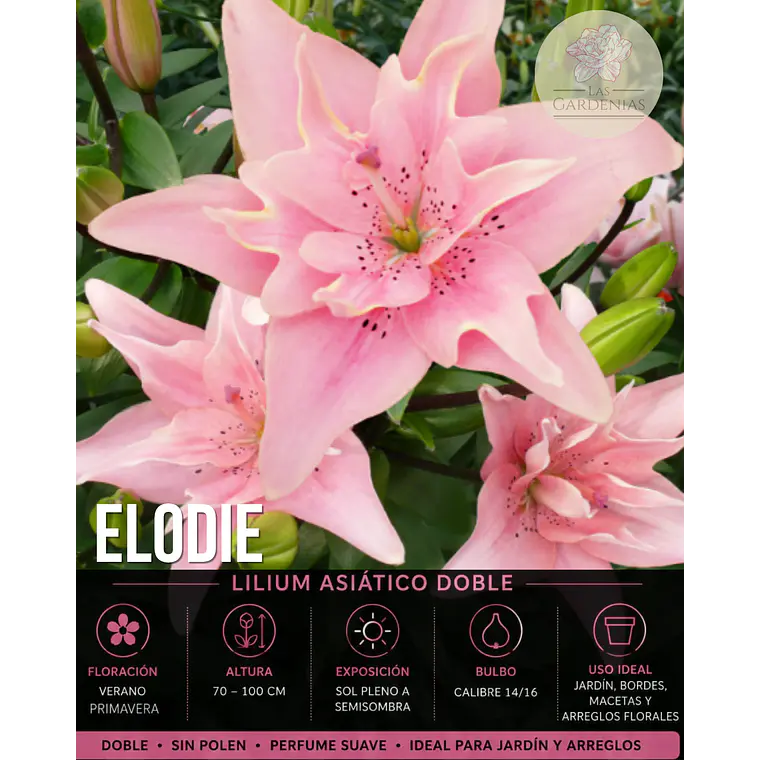 Bulbo Lilium Asiático Doble Elodie 14/16 (LOTE DESPACHO EN AGOSTO) 1