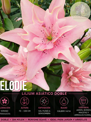 Bulbo Lilium Asiático Doble Elodie 14/16 (LOTE DESPACHO EN AGOSTO)