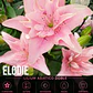 Bulbo Lilium Asiático Doble Elodie 14/16 (LOTE DESPACHO EN AGOSTO) - Miniatura 1