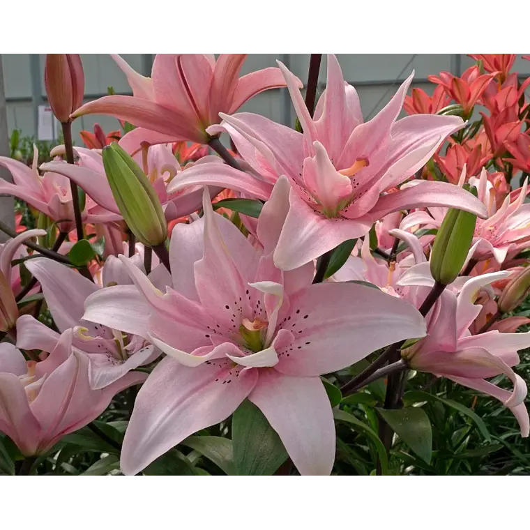 Bulbo Lilium Asiático Doble Elodie 14/16 (LOTE DESPACHO EN AGOSTO) 2