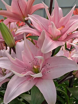 Bulbo Lilium Asiático Doble Elodie 14/16 (LOTE DESPACHO EN AGOSTO)