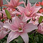 Bulbo Lilium Asiático Doble Elodie 14/16 (LOTE DESPACHO EN AGOSTO) - Miniatura 2
