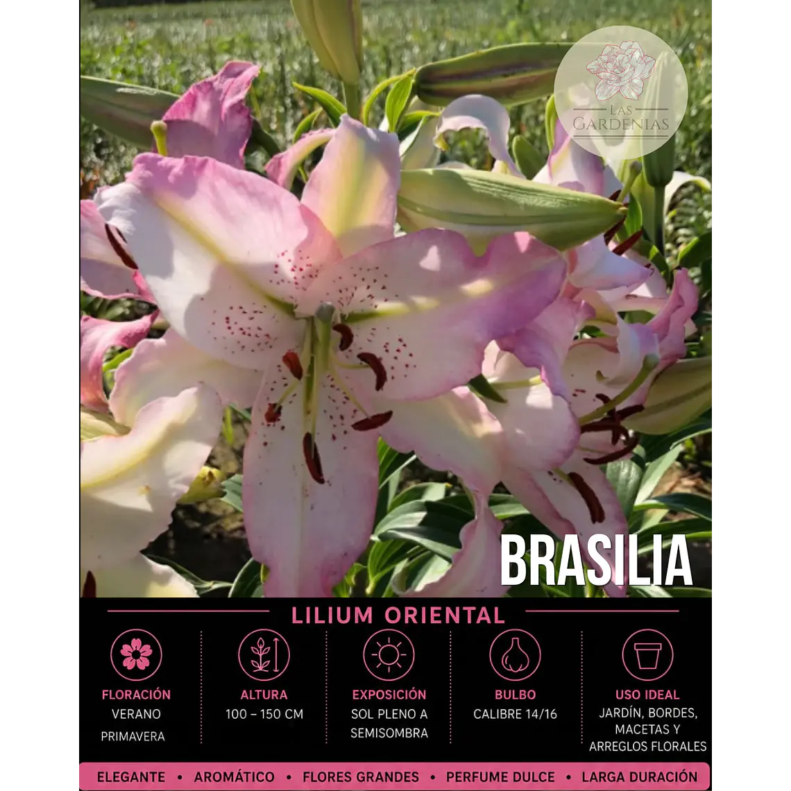 Bulbo Lilium Oriental Brasilia 14/16 (LOTE DESPACHO AGOSTO) 1