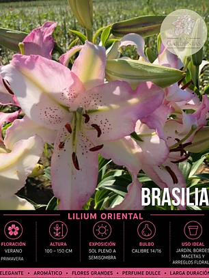 Bulbo Lilium Oriental Brasilia 14/16 (LOTE DESPACHO AGOSTO)