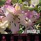 Bulbo Lilium Oriental Brasilia 14/16 (LOTE DESPACHO AGOSTO) - Miniatura 1