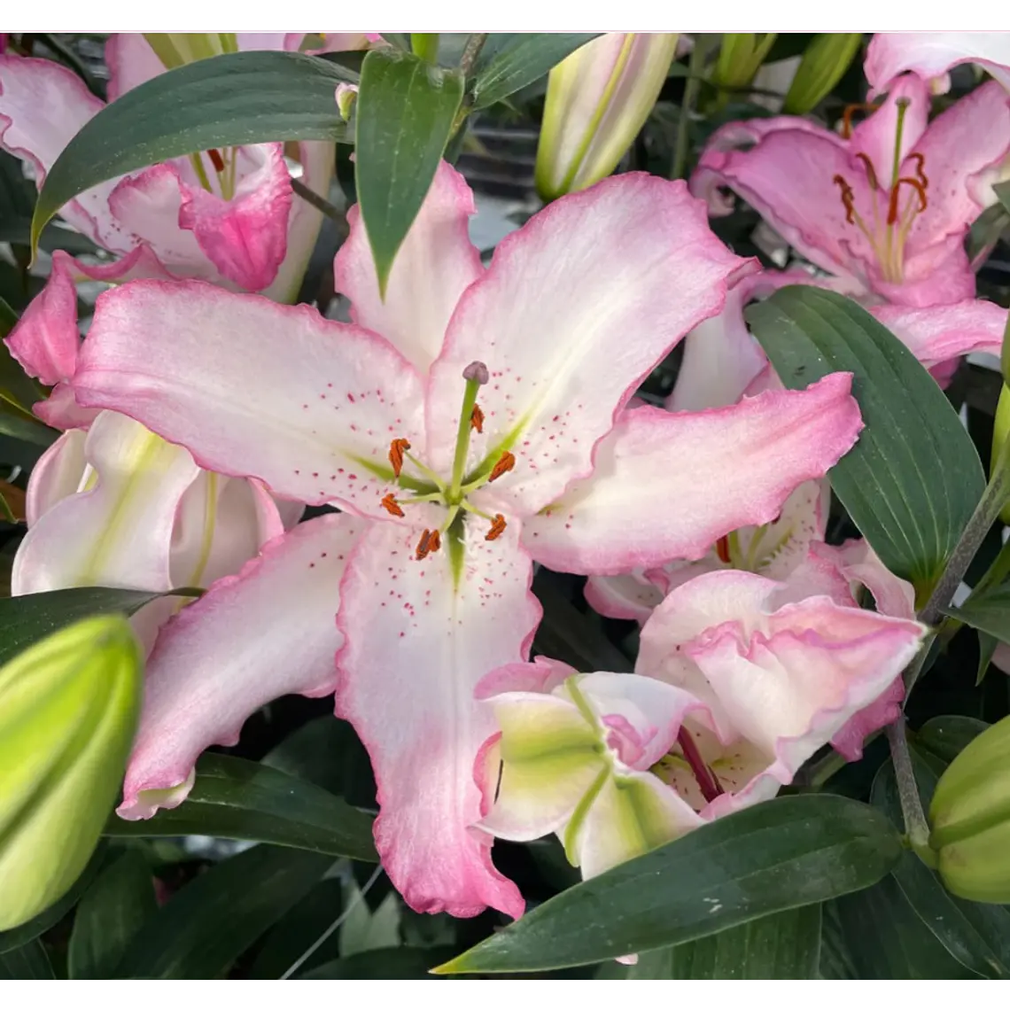 Bulbo Lilium Oriental Brasilia 14/16 (LOTE DESPACHO AGOSTO) 2