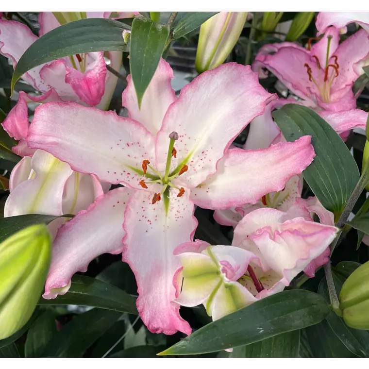 Bulbo Lilium Oriental Brasilia 14/16 (LOTE DESPACHO AGOSTO) 2