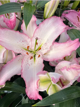 Bulbo Lilium Oriental Brasilia 14/16 (LOTE DESPACHO AGOSTO)