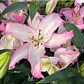 Bulbo Lilium Oriental Brasilia 14/16 (LOTE DESPACHO AGOSTO) - Miniatura 2
