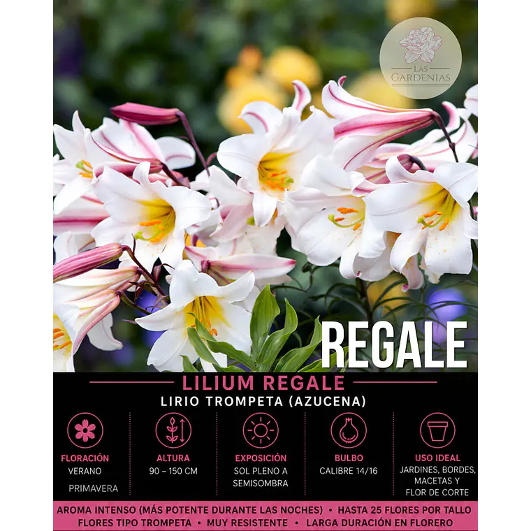 Bulbo Lilium Regale 14/16 (LOTE DESPACHO AGOSTO) 1