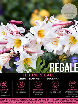 Bulbo Lilium Regale 14/16 (LOTE DESPACHO AGOSTO)
