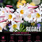 Bulbo Lilium Regale 14/16 (LOTE DESPACHO AGOSTO) - Miniatura 1