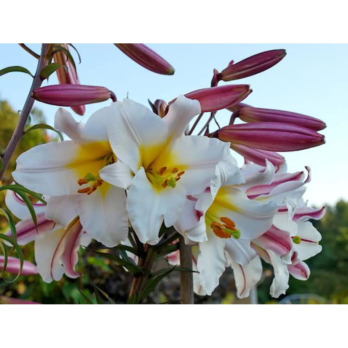 Bulbo Lilium Regale 14/16 (LOTE DESPACHO AGOSTO) 2