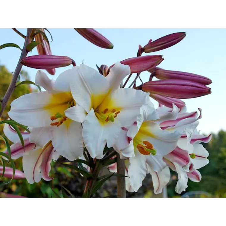 Bulbo Lilium Regale 14/16 (LOTE DESPACHO AGOSTO) 2