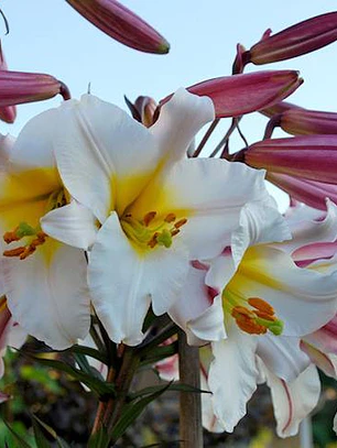 Bulbo Lilium Regale 14/16 (LOTE DESPACHO AGOSTO)