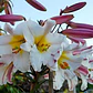 Bulbo Lilium Regale 14/16 (LOTE DESPACHO AGOSTO) - Miniatura 2