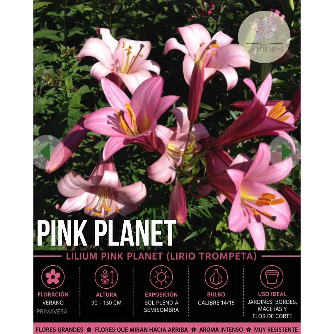 Bulbo Lilium Trompeta Pink Planet 14/16 (LOTE DESPACHO AGOSTO) 1
