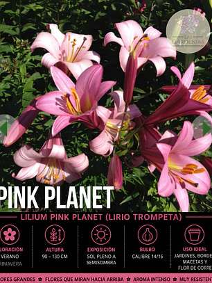 Bulbo Lilium Trompeta Pink Planet 14/16 (LOTE DESPACHO AGOSTO)