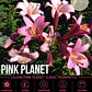 Bulbo Lilium Trompeta Pink Planet 14/16 (LOTE DESPACHO AGOSTO) - Miniatura 1