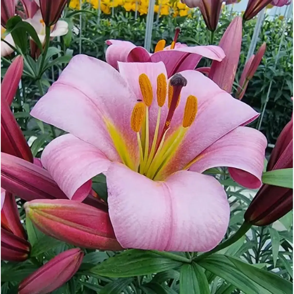 Bulbo Lilium Trompeta Pink Planet 14/16 (LOTE DESPACHO AGOSTO) 2