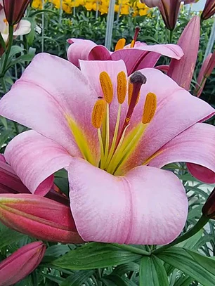 Bulbo Lilium Trompeta Pink Planet 14/16 (LOTE DESPACHO AGOSTO)