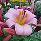 Bulbo Lilium Trompeta Pink Planet 14/16 (LOTE DESPACHO AGOSTO) - Miniatura 2