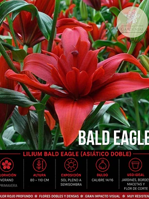 Bulbo Lilium Asiático Doble Bald Eagle 14/16 (LOTE DESPACHO AGOSTO)