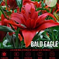Bulbo Lilium Asiático Doble Bald Eagle 14/16 (LOTE DESPACHO AGOSTO) - Miniatura 1