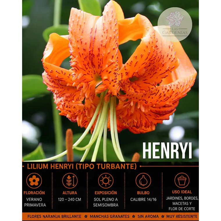 Bulbo Lilium Tigre Henryi 14/16 (LOTE DESPACHO AGOSTO) 1