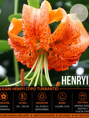 Bulbo Lilium Tigre Henryi 14/16 (LOTE DESPACHO AGOSTO)