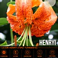 Bulbo Lilium Tigre Henryi 14/16 (LOTE DESPACHO AGOSTO) - Miniatura 1