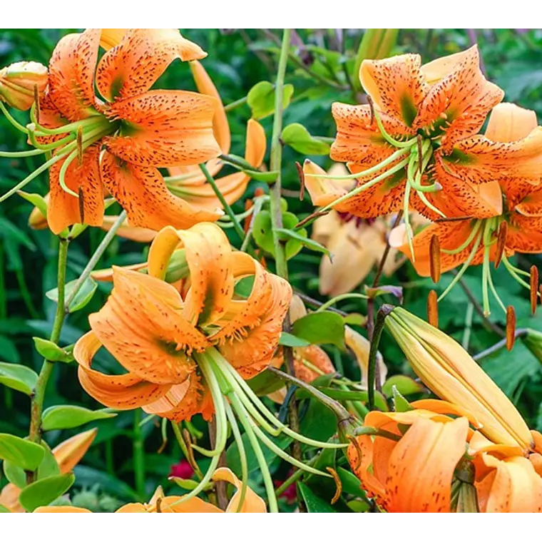 Bulbo Lilium Tigre Henryi 14/16 (LOTE DESPACHO AGOSTO) 2