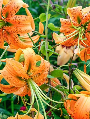 Bulbo Lilium Tigre Henryi 14/16 (LOTE DESPACHO AGOSTO)