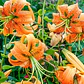 Bulbo Lilium Tigre Henryi 14/16 (LOTE DESPACHO AGOSTO) - Miniatura 2