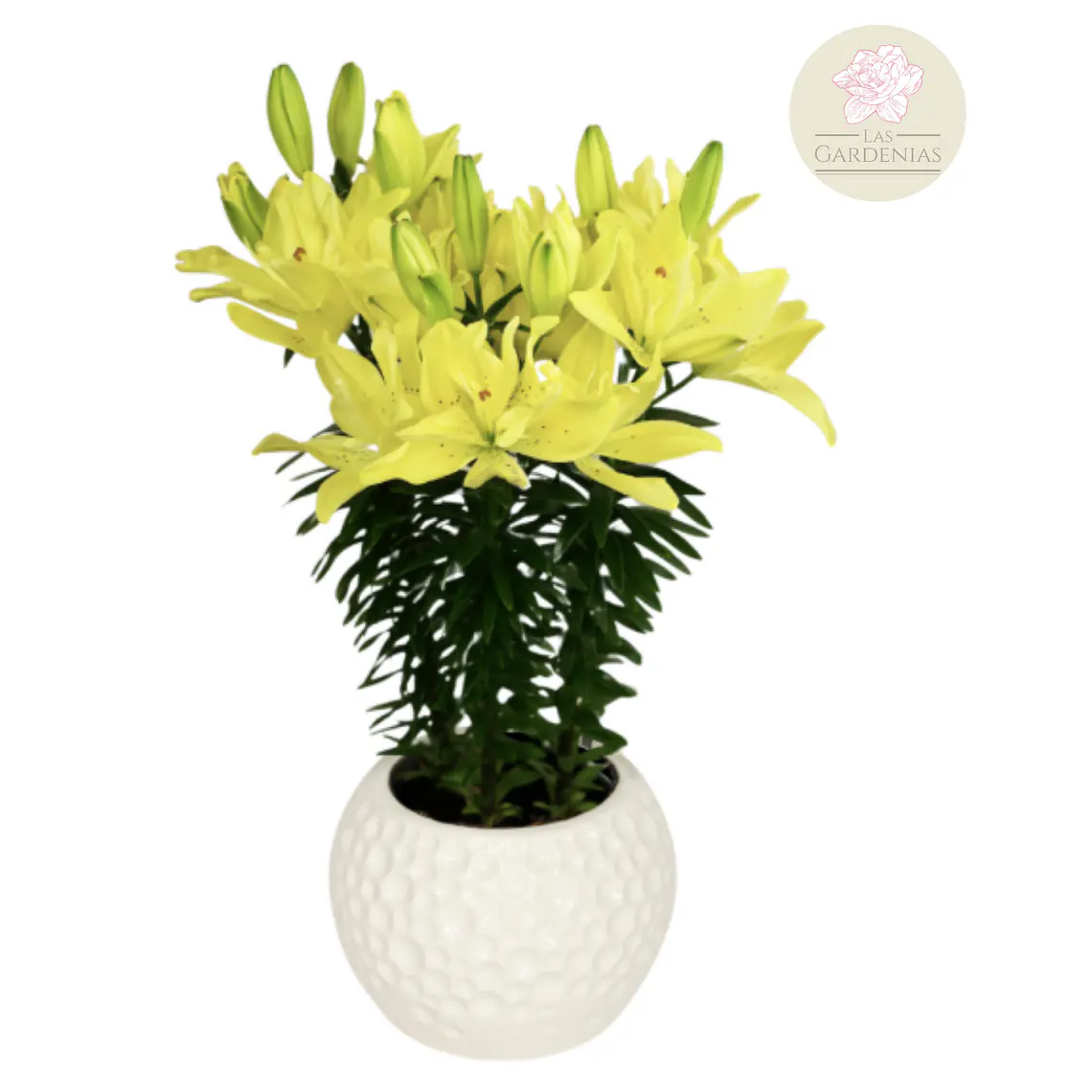 Bulbo Lilium Pot Pura Luna 14/16 1