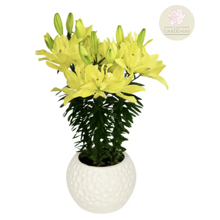 Bulbo Lilium Pot Pura Luna 14/16 1