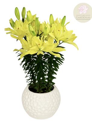 Bulbo Lilium Pot Pura Luna 14/16