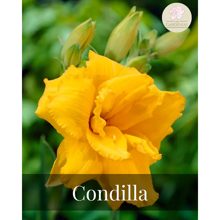 Rizoma Hemerocallis Condilla 1