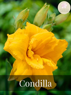 Rizoma Hemerocallis Condilla
