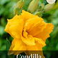 Rizoma Hemerocallis Condilla - Miniatura 1