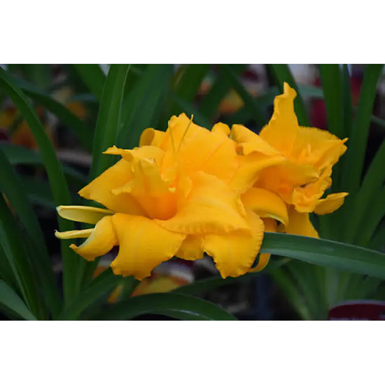Rizoma Hemerocallis Condilla 2