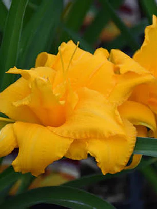 Rizoma Hemerocallis Condilla