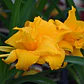 Rizoma Hemerocallis Condilla - Miniatura 2