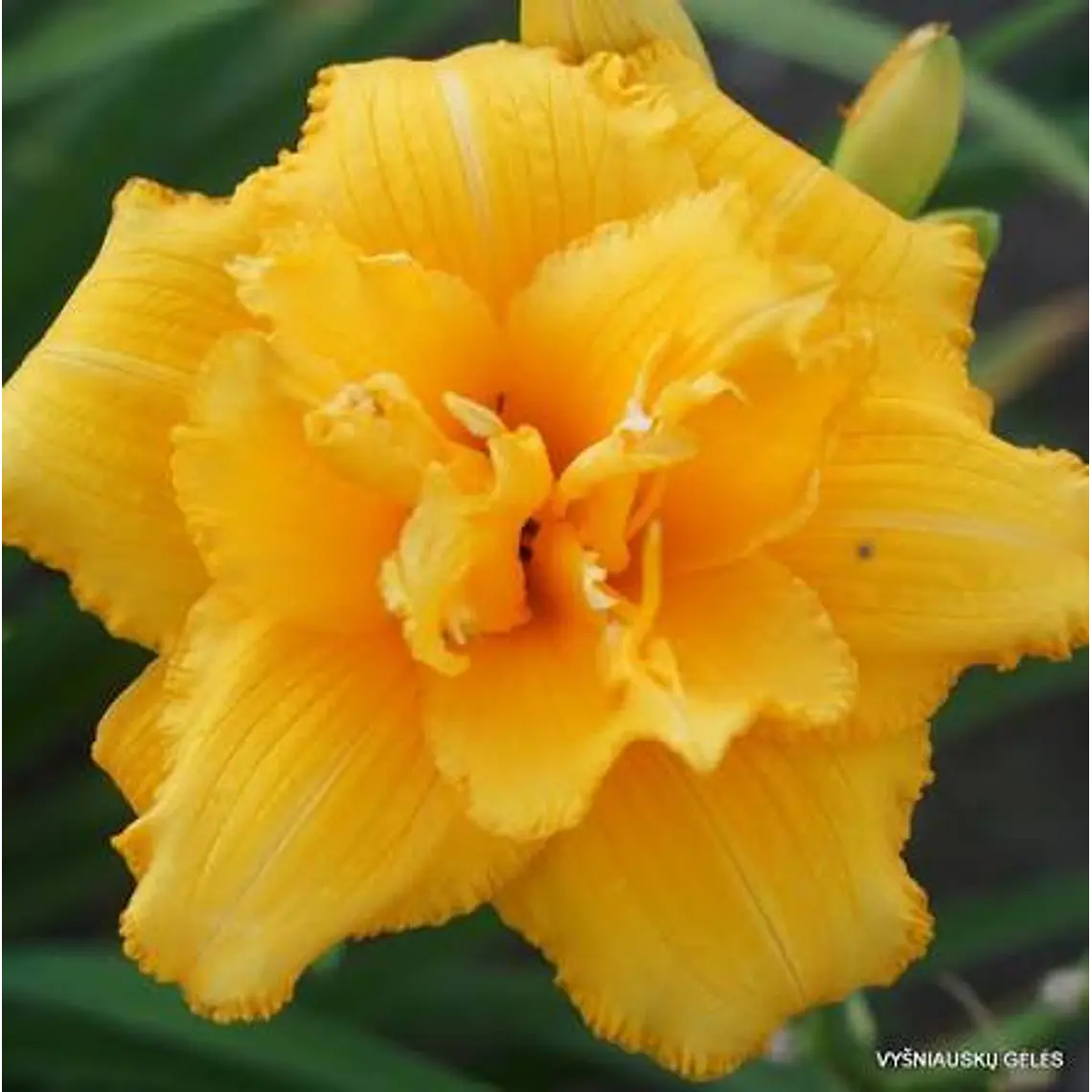 Rizoma Hemerocallis Condilla 3