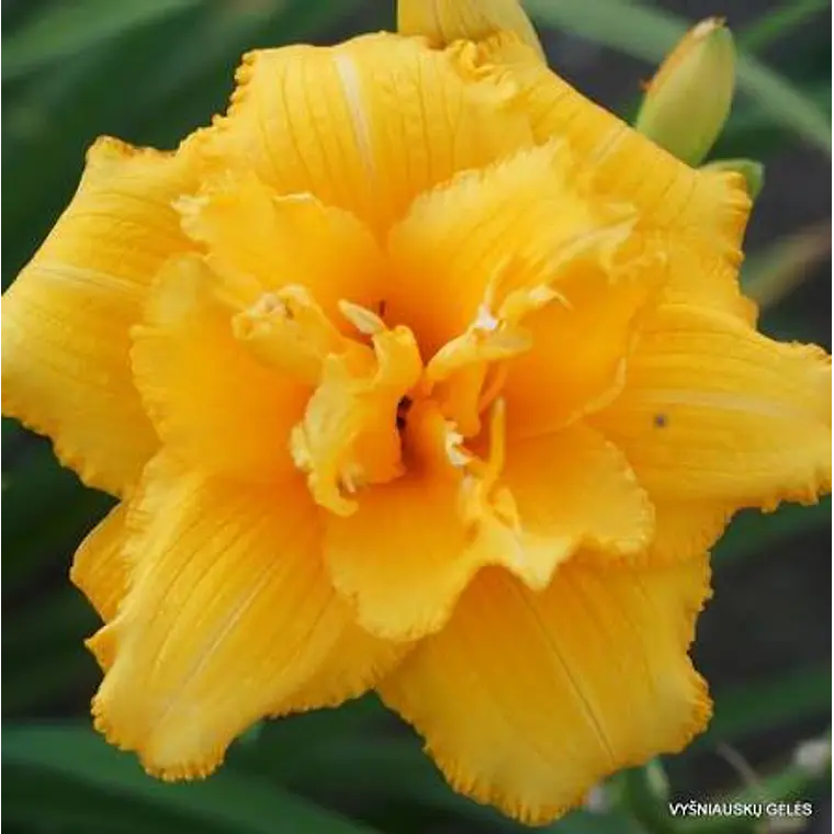 Rizoma Hemerocallis Condilla 3